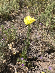Oenothera grandis