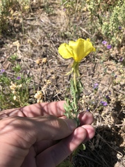 Oenothera grandis