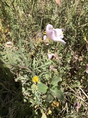 Oenothera albicaulis