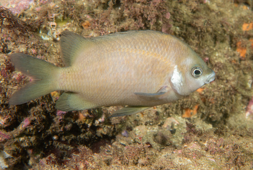 White-ear (Parma microlepis) — Pomacentridae — 3