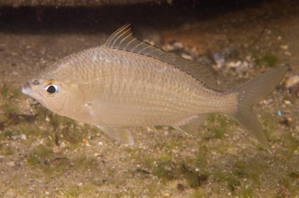 Common silver belly (Gerres subfasciatus) — Gerreidae