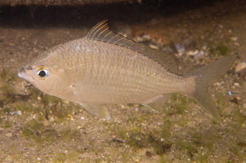 Common silver belly (Gerres subfasciatus) — Gerreidae