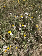 Oenothera albicaulis