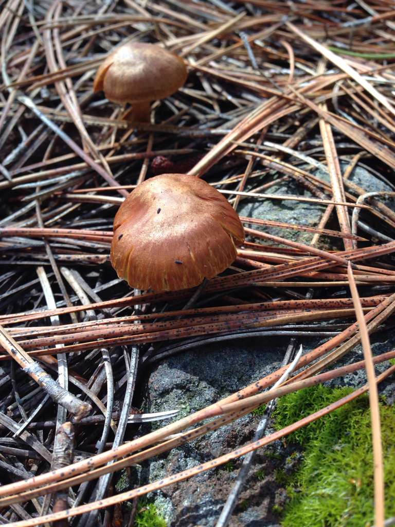 Common Gilled Mushrooms and Allies from Tahoe National Forest