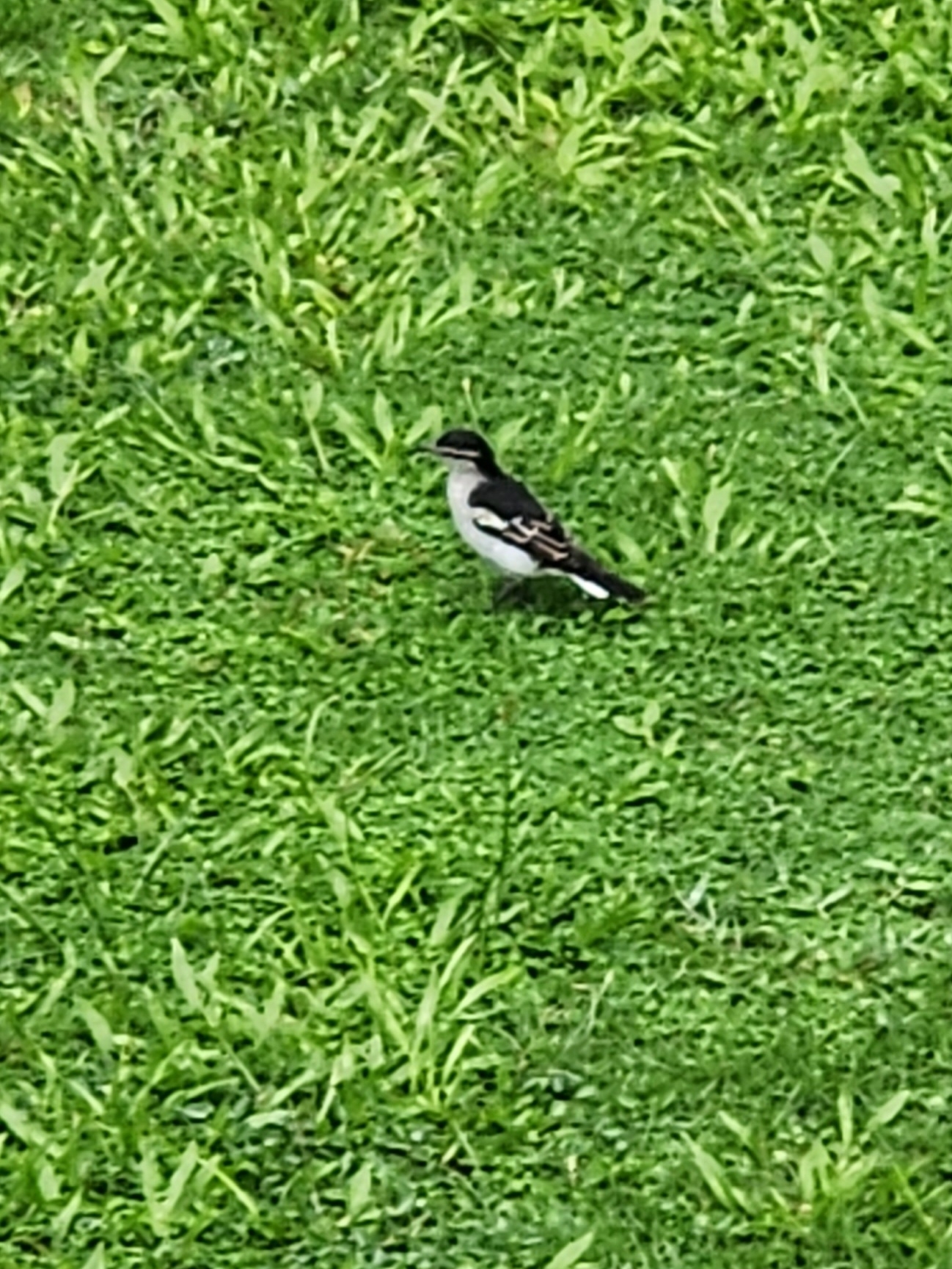 Polynesian Triller (Lalage maculosa), photo 5