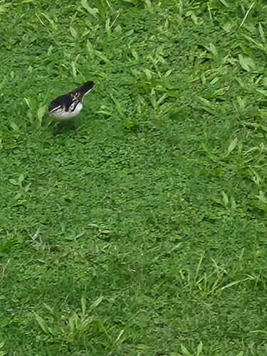 Polynesian Triller (Lalage maculosa), photo 8