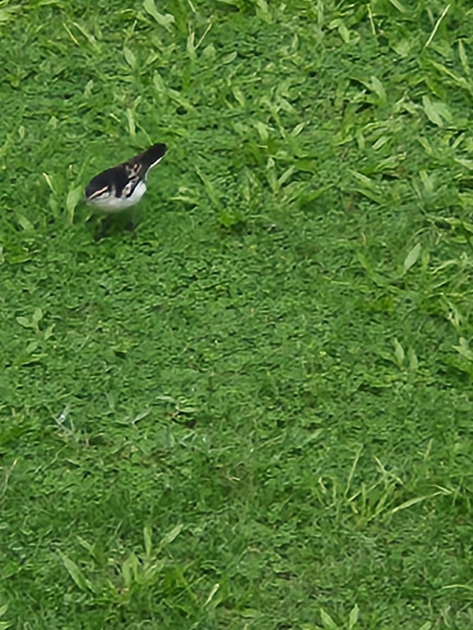 Polynesian Triller (Lalage maculosa), photo 6