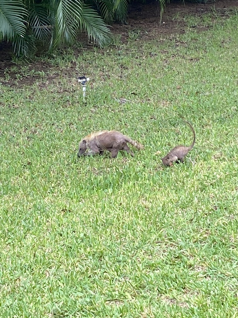 White-nosed Coati from Avenida Paseo Xaman-Ha, Playa del Carmen, Q. Roo ...