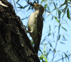 Melanerpes aurifrons