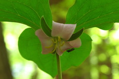 Trillium catesbaei