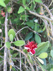 Feijoa sellowiana