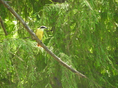 Pitangus sulphuratus