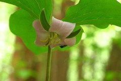 Trillium catesbaei