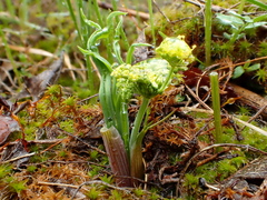Lomatium ambiguum
