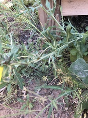 Oenothera grandis
