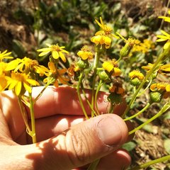 Packera toluccana