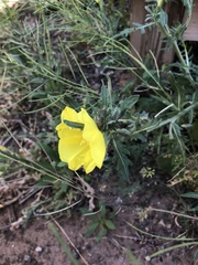 Oenothera grandis