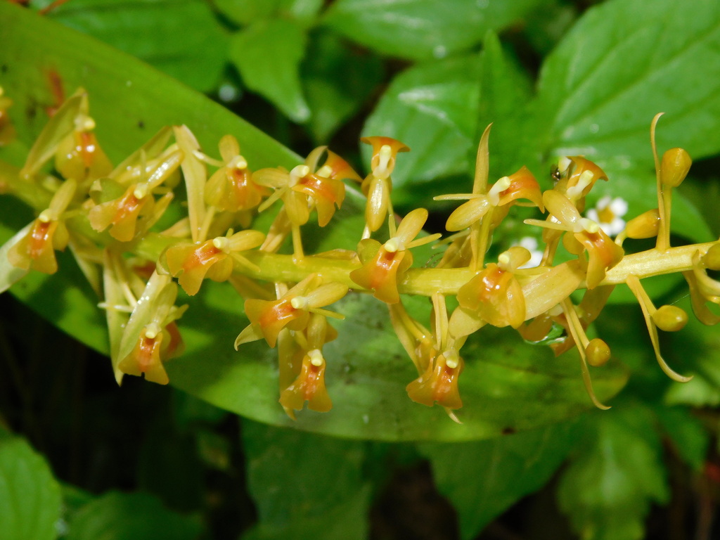 Liparis pallida