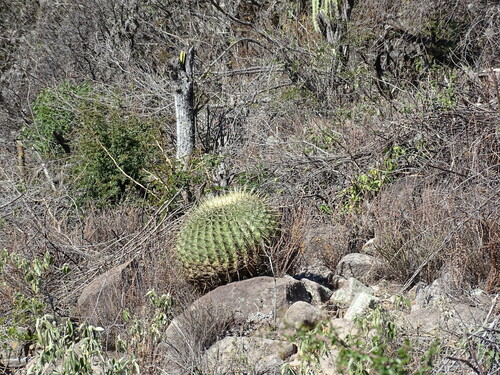 Image of Ferocactus histrix by (c) Alexis López Hernández, some rights reserved (CC BY)