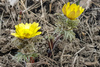 Adonis villosa - Photo (c) gyng, some rights reserved (CC BY-NC), uploaded by gyng