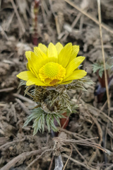 Adonis villosa