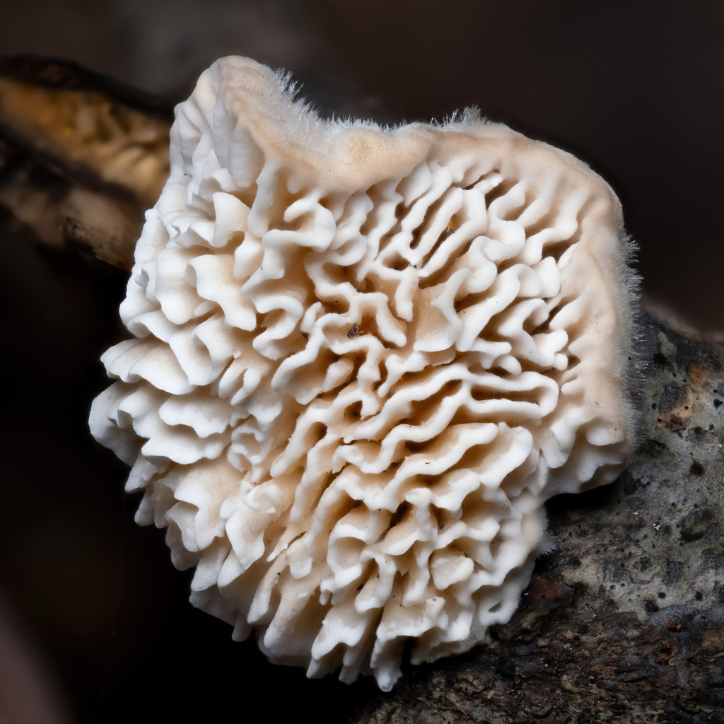 Gilled Polypore from XPHH+6M Pinole Valley Park Trails, Pinole, CA ...