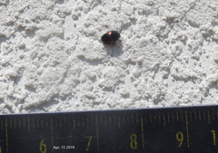 Pseudotritoma consobrina