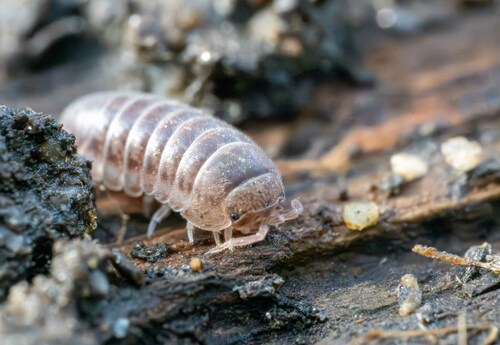 Velvety Pill Woodlouse photo 4