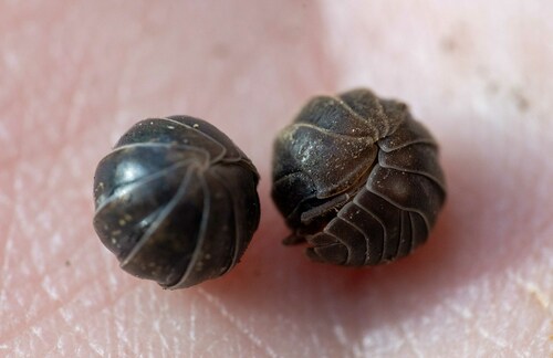 Velvety Pill Woodlouse photo 6