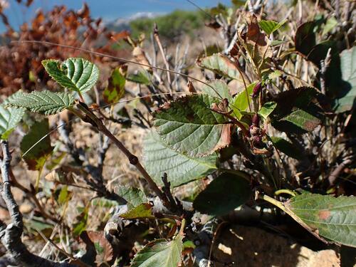 Betula apoiensis iNat (3)