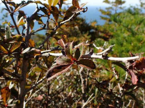 Berberis amurensis iNat (1)
