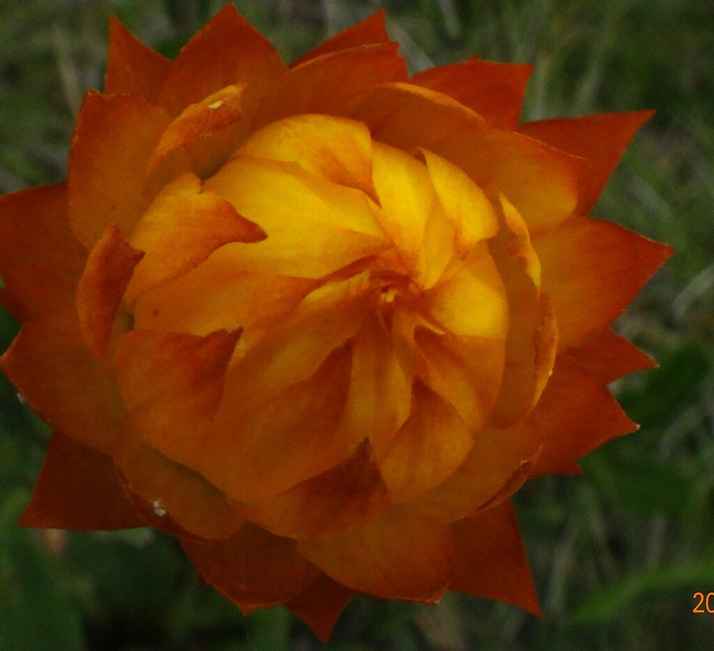 Alpine Everlasting from Falls Creek VIC 3699, Australia on February 2 ...
