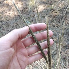 Muhlenbergia macroura