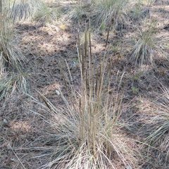 Muhlenbergia macroura