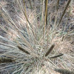 Muhlenbergia macroura