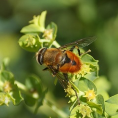 Eristalis circe