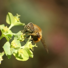 Eristalis circe
