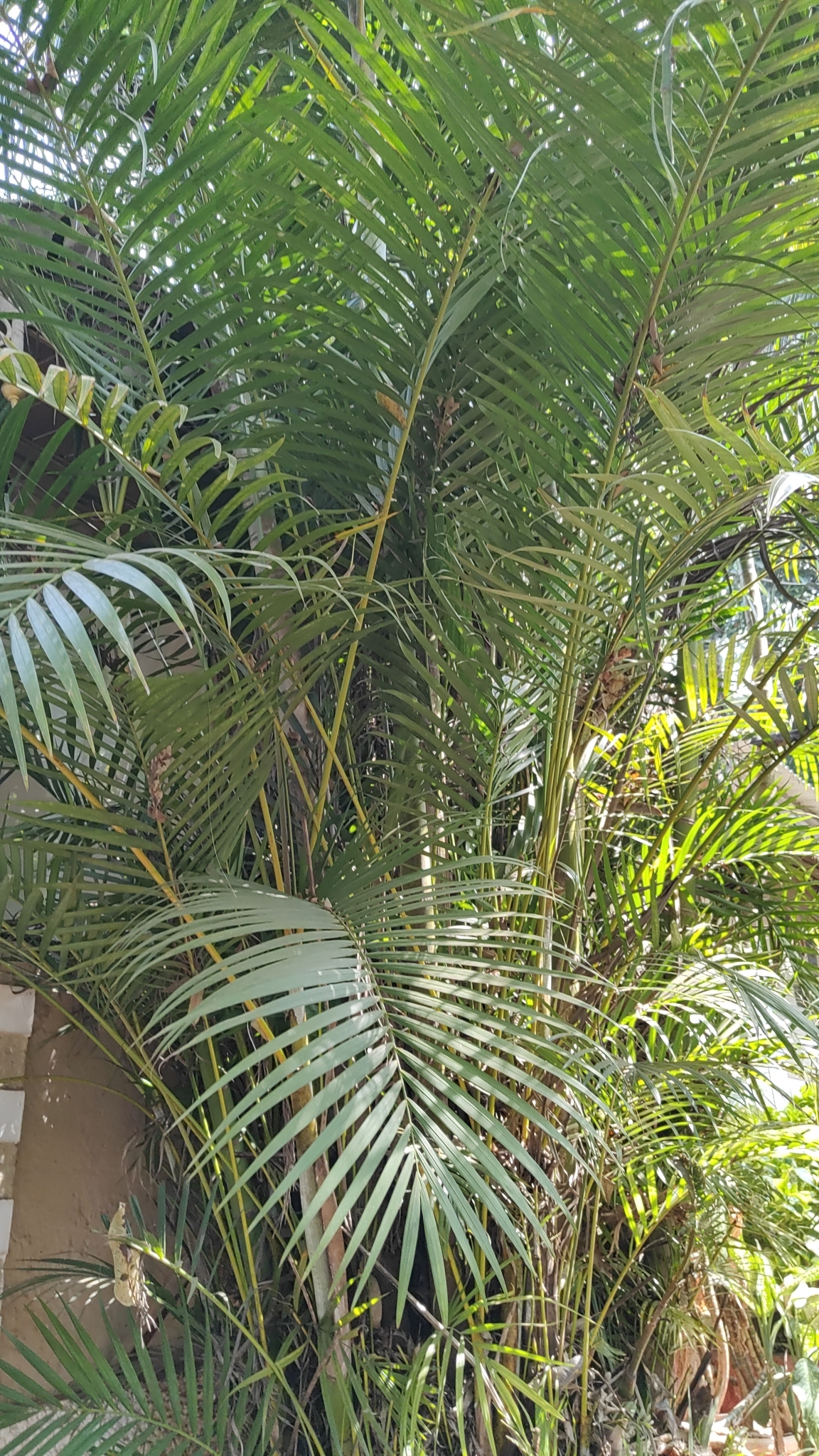 Imagem de Areca-bambu