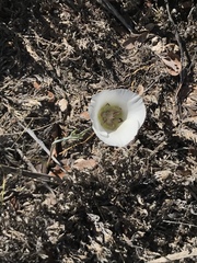 Calochortus ambiguus