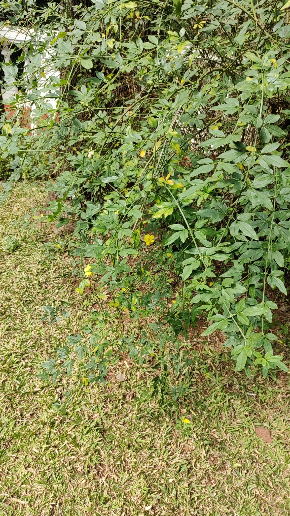 Imagem de Jasmim-amarelo