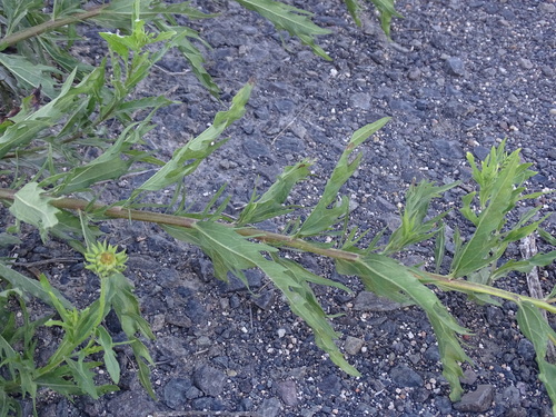 Image of Helianthus laciniatus by (c) Alexis López Hernández, some rights reserved (CC BY)
