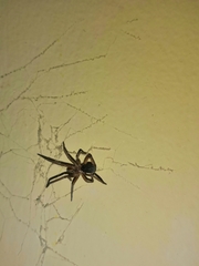 Araneae