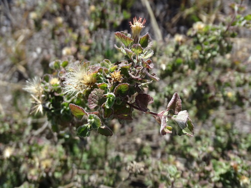 Image of Brickellia veronicifolia by (c) Alexis López Hernández, some rights reserved (CC BY)