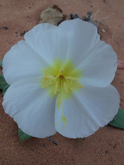 Oenothera deltoides