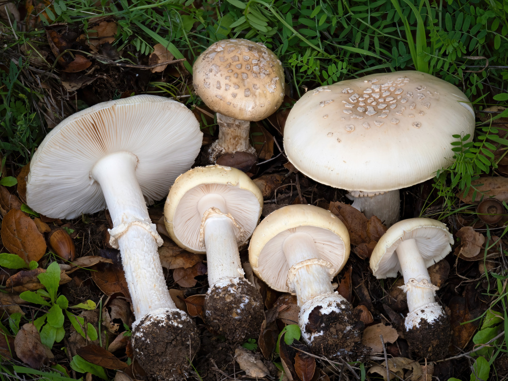 Amanita ser. Pantherinae from May Valley, Richmond, CA, USA on January