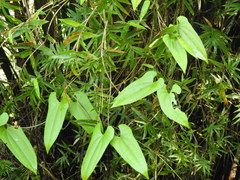 Dioscorea japonica