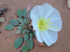 Oenothera deltoides