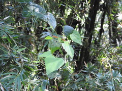 Pericampylus glaucus