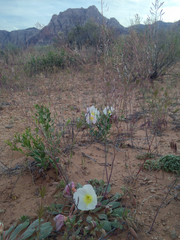 Oenothera deltoides