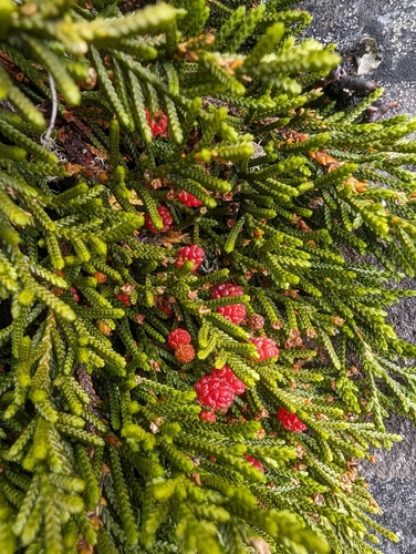 Creeping pine (Microcachrys tetragona)